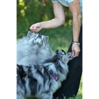 PAWSITIVE PET Logo